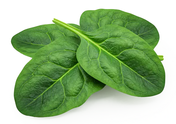 Folic Acid in the NeuroGenica formula